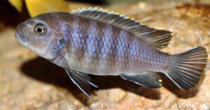 Cynotilapia Zebroides 'Chiwindi'